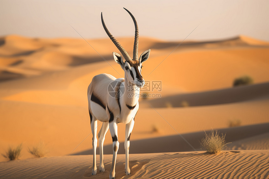 在沙丘上的白羚羊图片