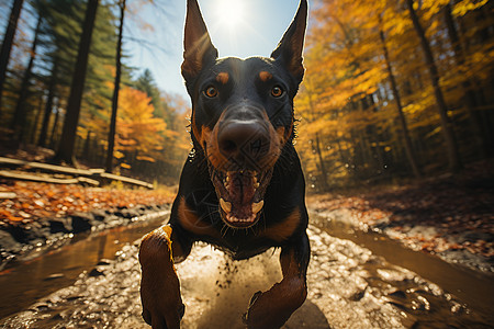 猎犬在公园奔跑图片