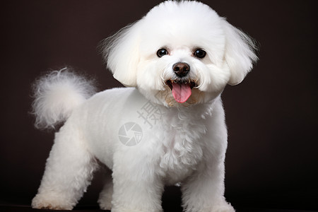 白色的宠物小狗图片