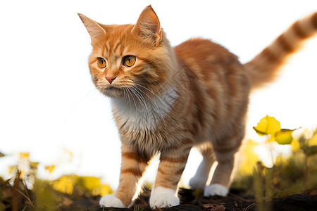 可爱猫咪田野中的橘猫背景