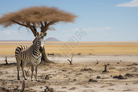 孤树荒漠中斑马图片