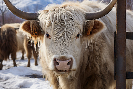 冬季户外的牦牛图片