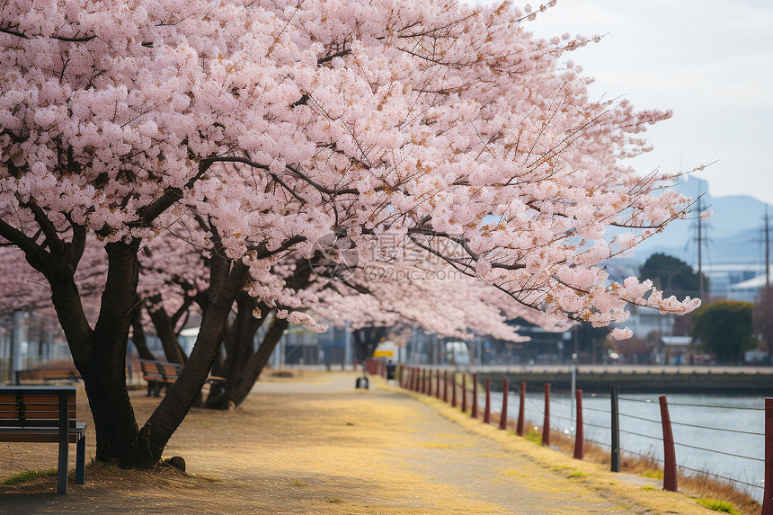 樱花之景图片