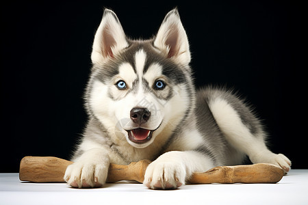 玩木棒的西伯利亚犬图片
