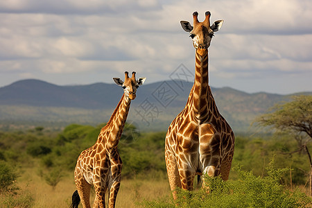 大草原上的两只长颈鹿图片