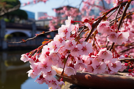 桃花之景图片