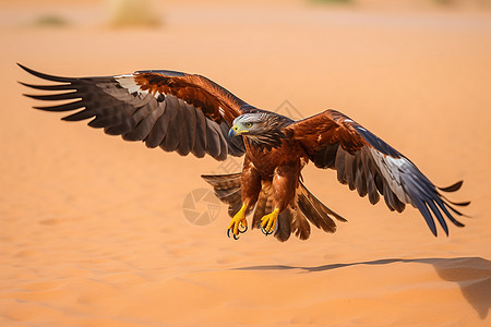 沙漠上空的猎鹰图片