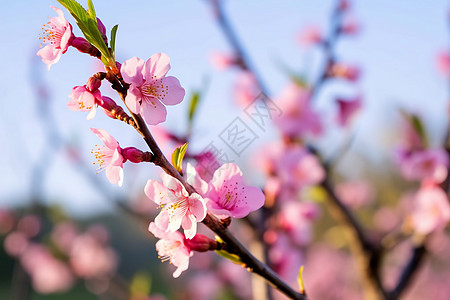 公园里春日的繁花图片