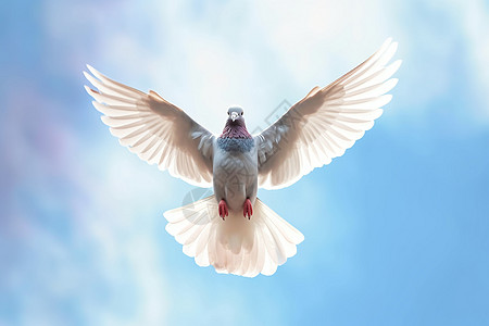 空中盘旋的鸟背景图片