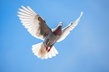 蓝天中高飞的鸟背景图片