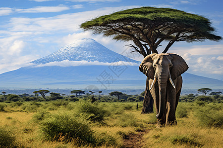 大象穿越热带丛林图片