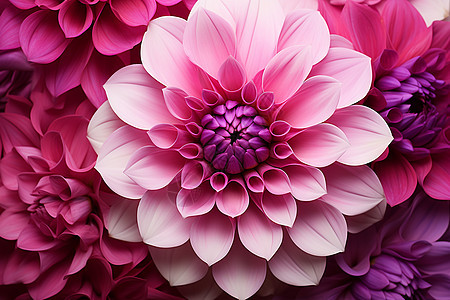粉色大丽花花朵背景图片