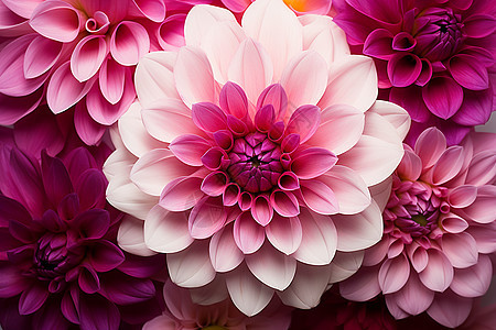 美丽的粉色大丽花花朵背景图片