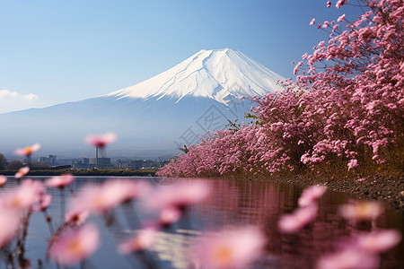 美丽的花卉和火山图片