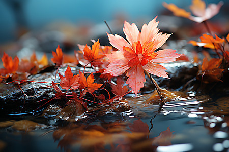 秋天的美丽枫叶图片