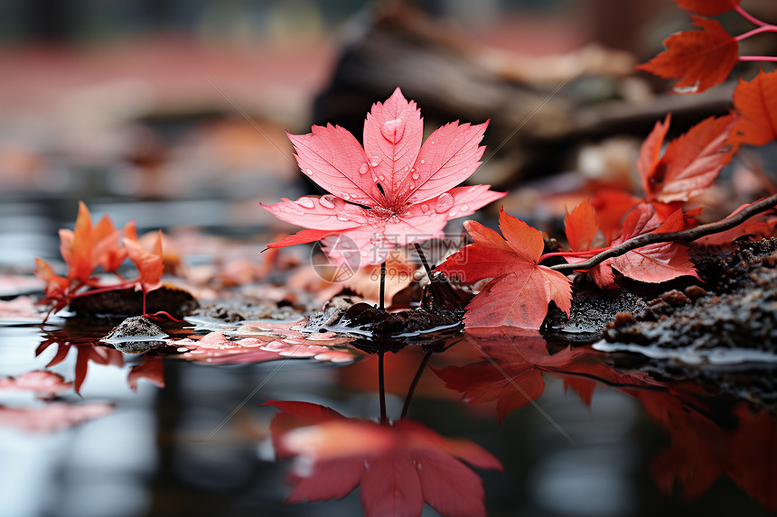 秋日枫叶在水中轻轻旋转图片