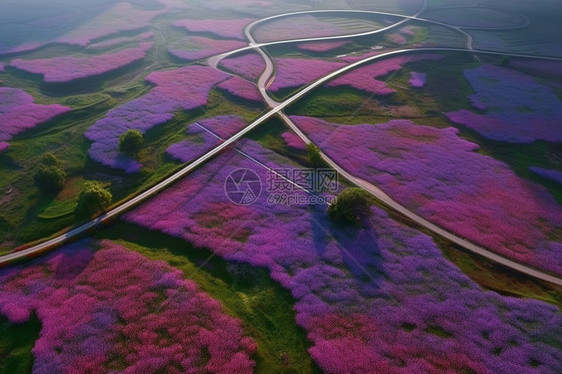 美丽的花海图片