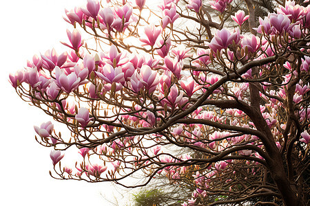 一棵盛开着粉色花朵的树图片