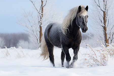 冬日的白马图片