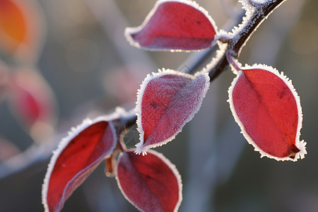 冬日红叶背景图片