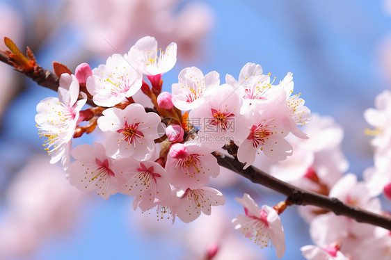 樱花盛开春意盎然图片