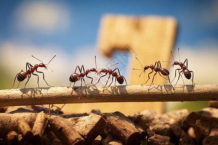 蚂蚁团队通力合作图片