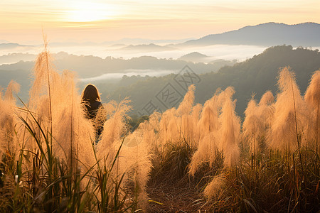 夕阳下山间的芦苇图片