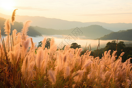 秋季山间金黄色的芦苇图片