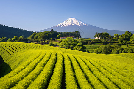 富士山下的茶园景色图片