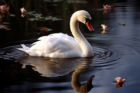 池塘中优雅的白天鹅图片