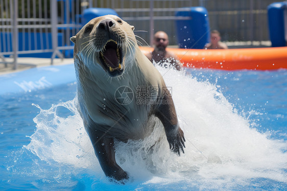 水池中跳跃的海豹图片
