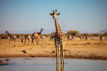 非洲荒原上的长颈鹿图片