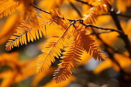 公园中金黄色的水杉树叶高清图片