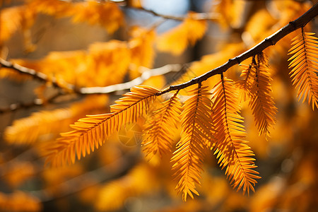 秋季林间金黄色的树木背景图片