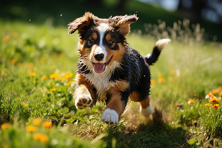 欢乐奔跑的宠物小狗图片