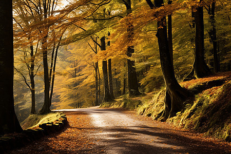 秋日森林的景色背景图片