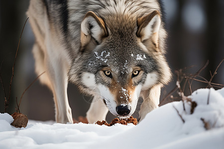 猎狼在雪地觅食图片