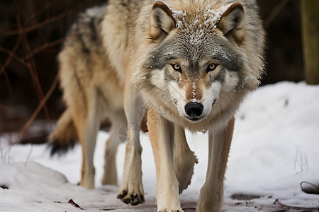 冬季等待捕食的狼图片