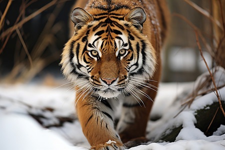 野性守望的老虎图片