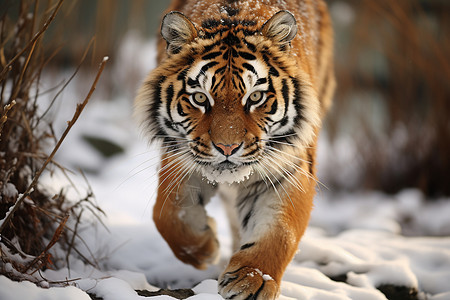 猛虎雪地中穿行图片