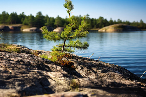湖边岩石上的小松树图片