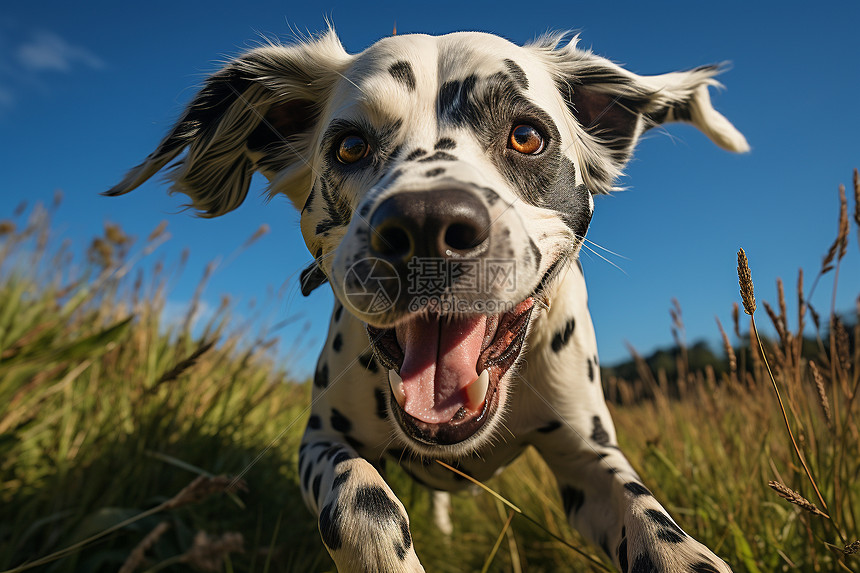 在草地上的斑点犬图片