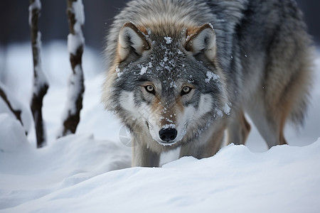 瑞典北方的狼图片