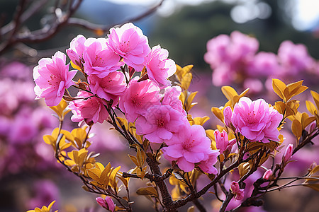 紫玫瑰湾的粉色花朵图片