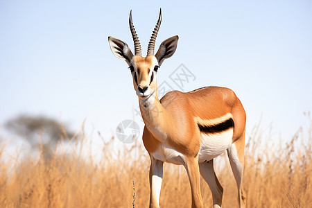 非洲野生羚羊高清图片
