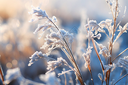 冬季植物上的冰霜图片