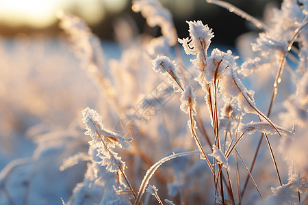 户外植物上的冰霜背景图片