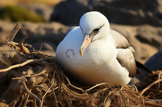 海鸥闭眼呆坐在巢穴中图片