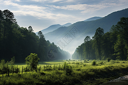 清澈的小溪宁静的森林景色背景