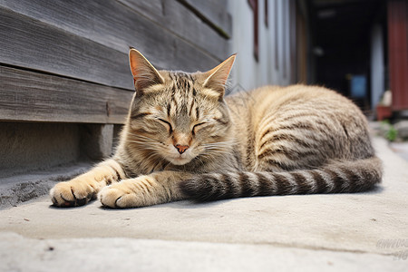 小猫闭上眼睛休息图片